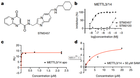 Characterization of RNA methyltransferase inhibitor STM2457-1